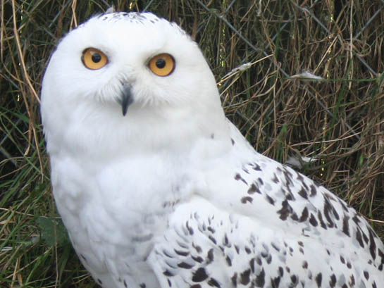 Scottish Falcon Breeders